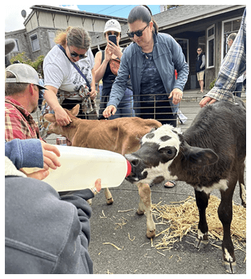 Feeding Calf